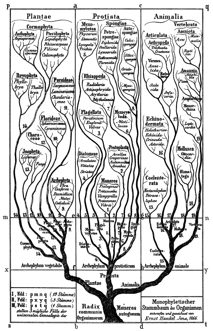 tree of life